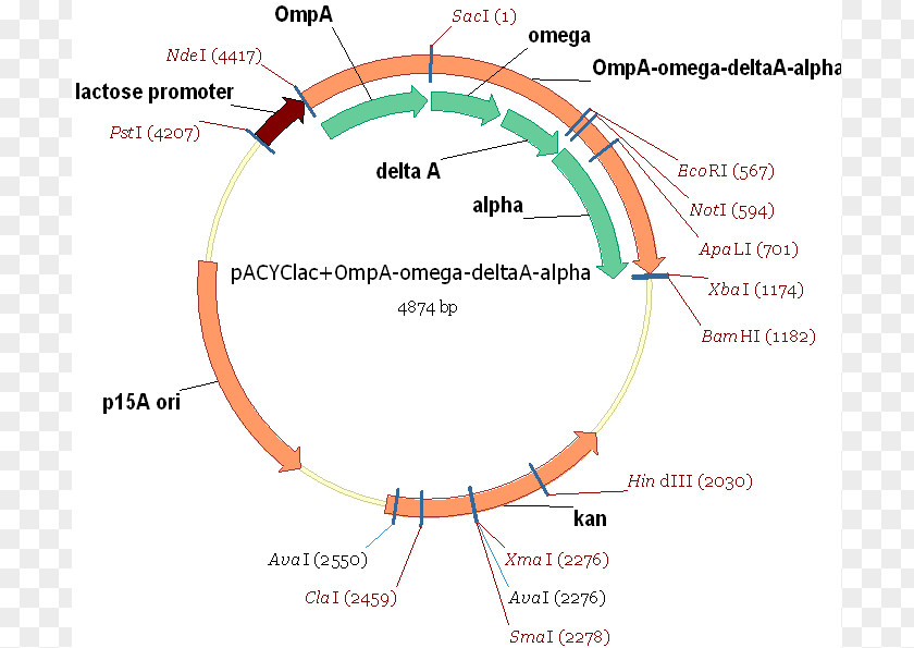 Bacterial Vector Image Keyword Tool Graphics Circle Angle PNG