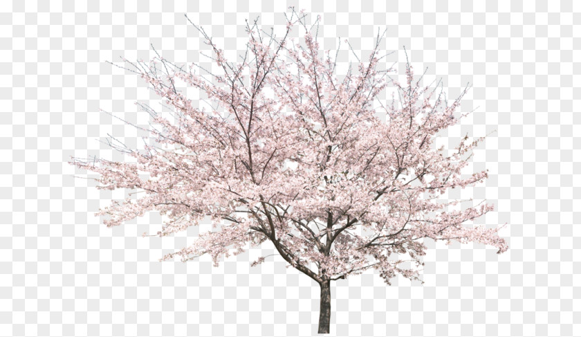 Cherry Blossoms Tree Peach Blossom PNG