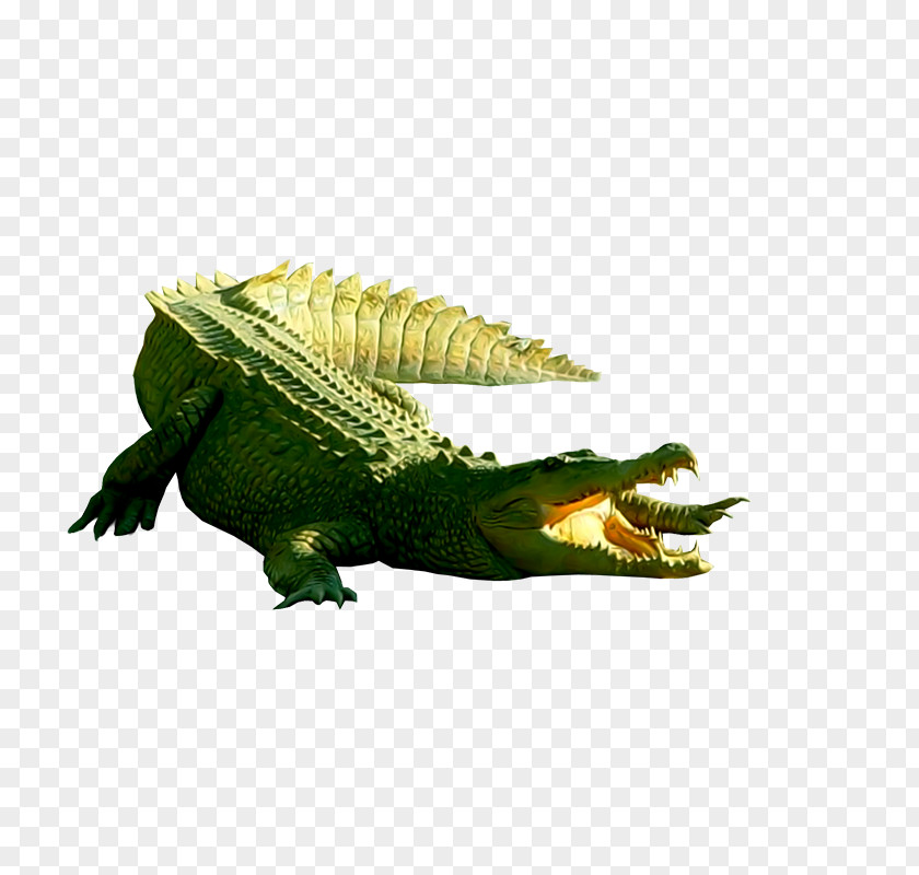Crocodile Pictures Nile Crocodiles PNG