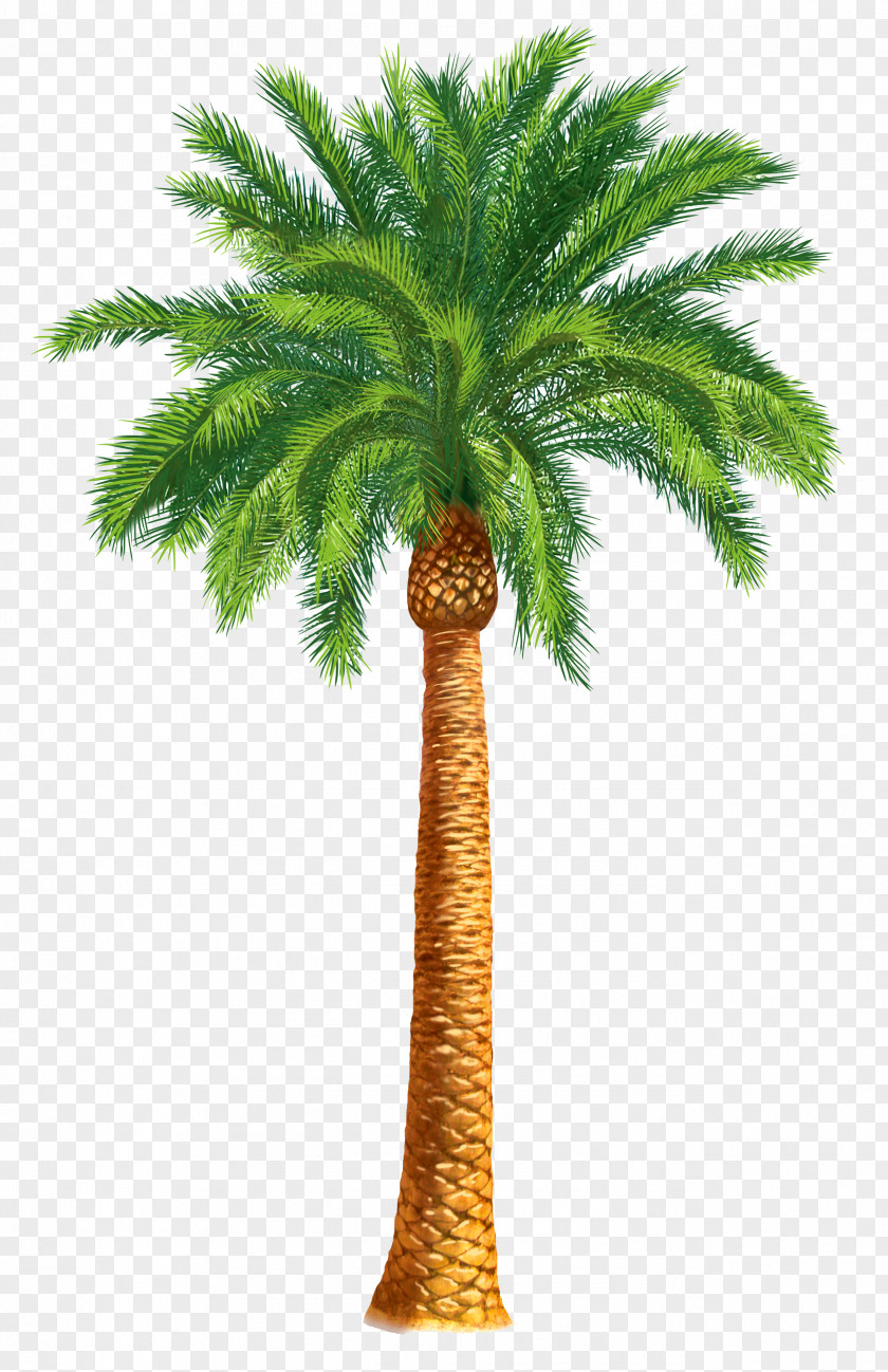 Palm Tree Arecaceae Date Washingtonia Filifera Clip Art PNG