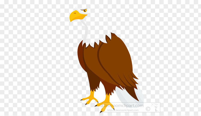 Sea Eagle Flightless Bird PNG