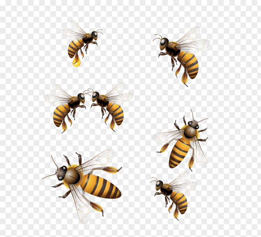 Demeanor Different Bee Honey Hornet Worker PNG