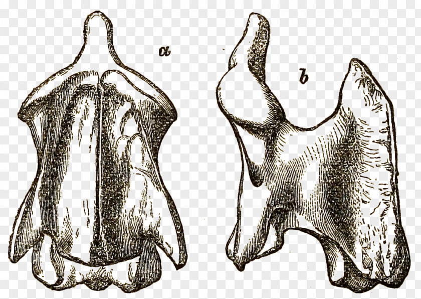 London Debating Societies Mammal /m/02csf Drawing Fauna Black PNG