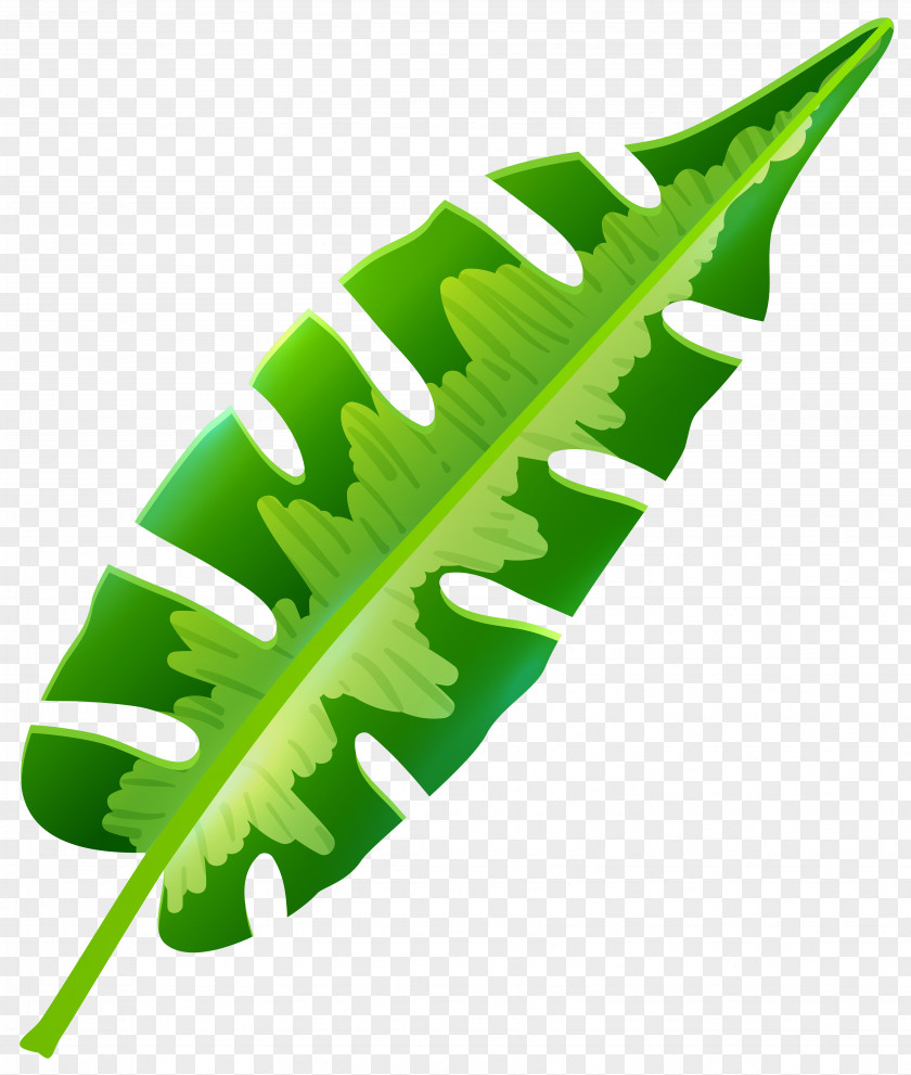 Palm Leaves Leaf Tropics Arecaceae Clip Art PNG