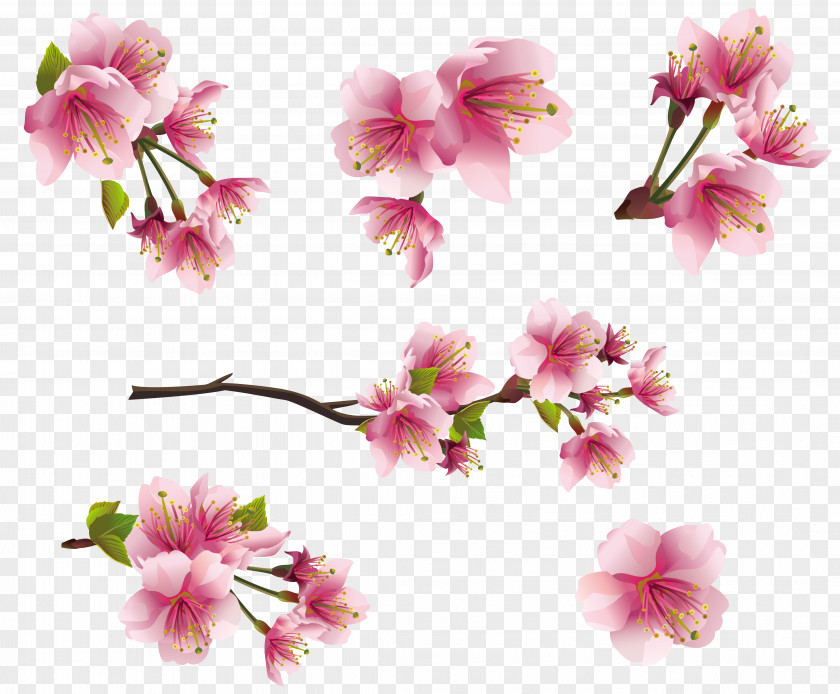 Peach Blossom Collection Flower Pink Clip Art PNG
