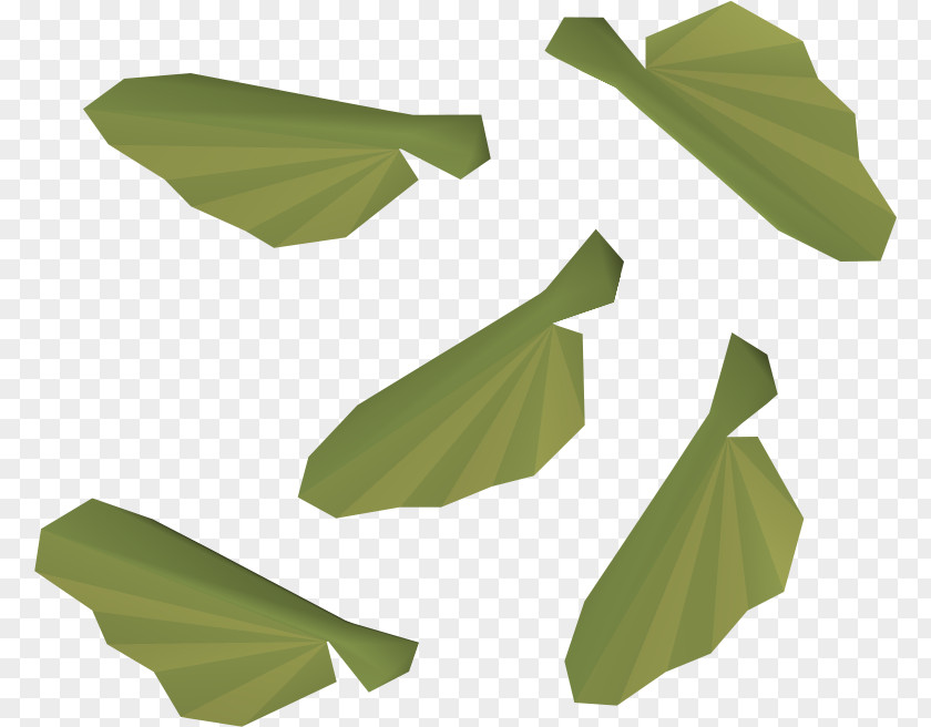 Pictures Of Planting Seeds Old School RuneScape Sugar Maple Acer Ginnala Japanese PNG