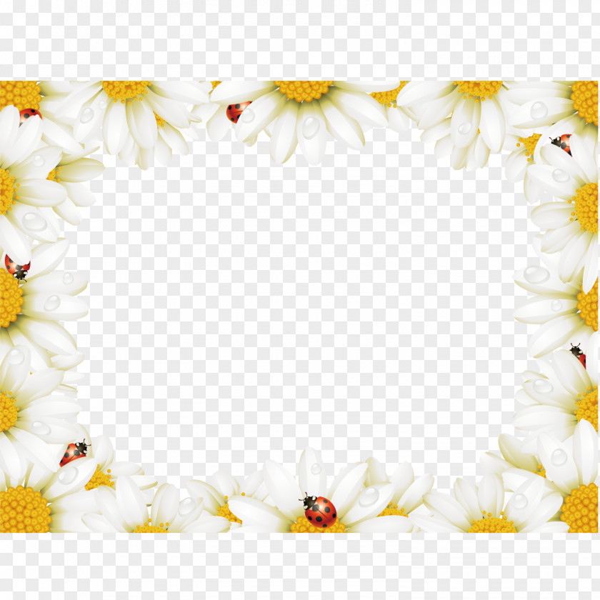 Square Chrysanthemum Video Border Flower Chamomile Stock Photography Illustration PNG