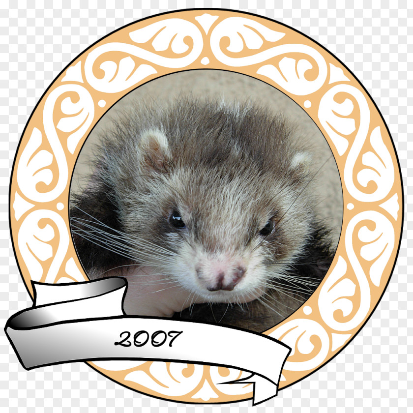 Ferret Mink Whiskers Mustelinae Carnivores PNG