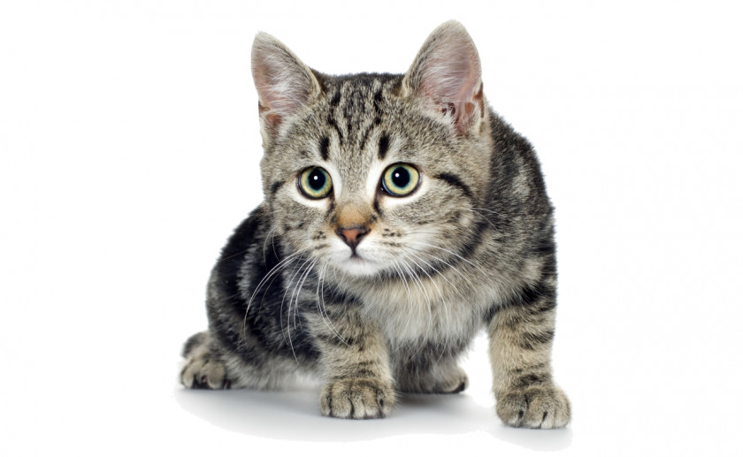 Kitten Cat Dog Puppy Mouse PNG
