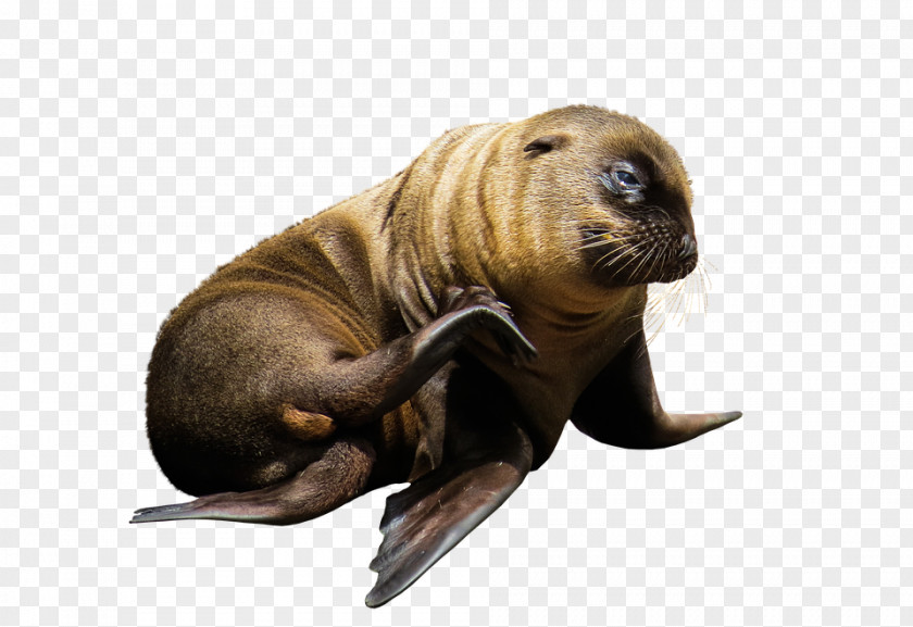 Lion Sea Earless Seal Walrus Mammal PNG