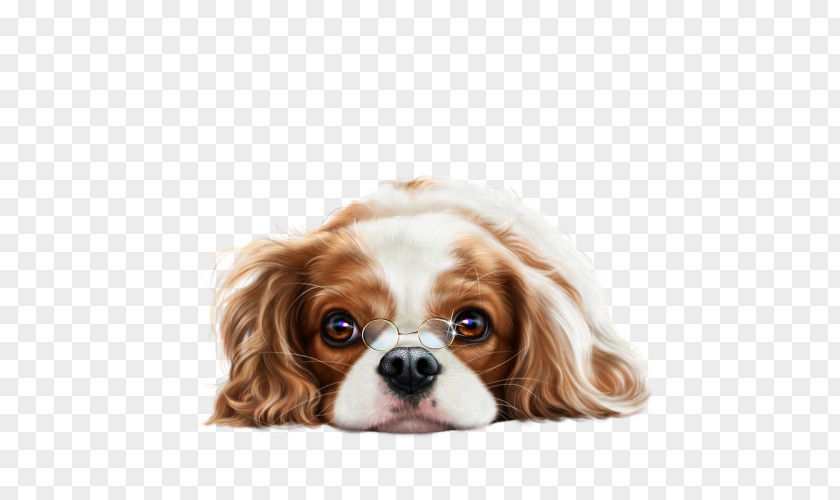 Puppy Cavalier King Charles Spaniel Dog Breed English Cocker PNG
