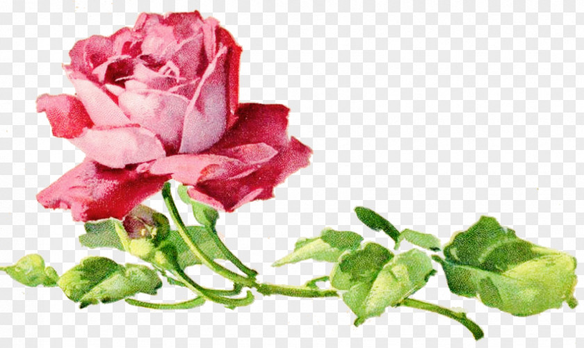 Rose Ai Garden Roses Cabbage Floral Design Cut Flowers Petal PNG