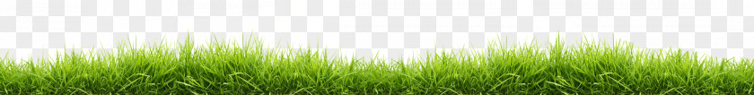 Small Line Of Grass PNG Grass, green grass illustration clipart PNG
