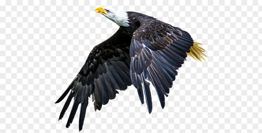 Eagle Bald Beak Bird Of Prey PNG