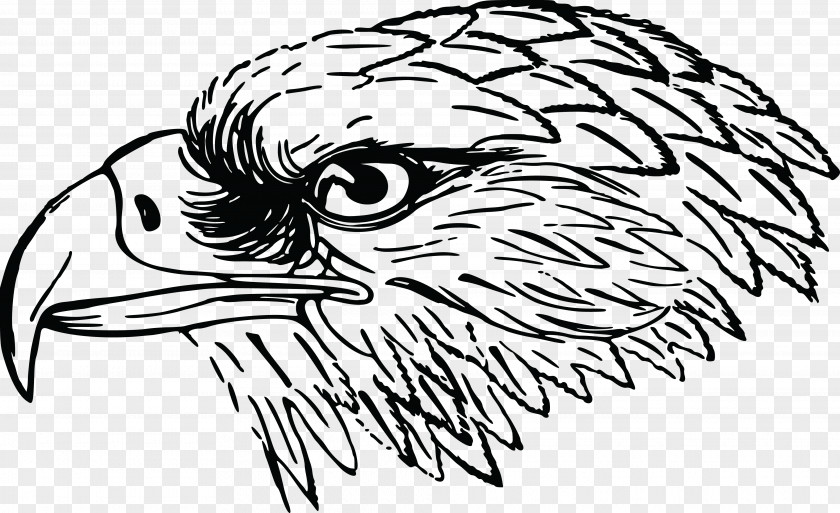 Eagle Head Bald Bird Clip Art PNG
