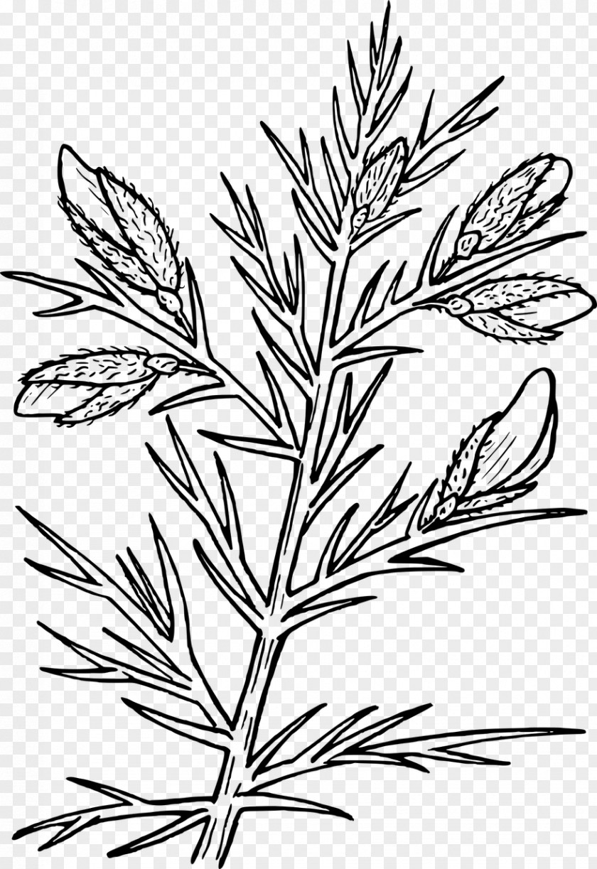 Evergreen Cliparts Gorse Drawing Thorns, Spines, And Prickles Shrub PNG