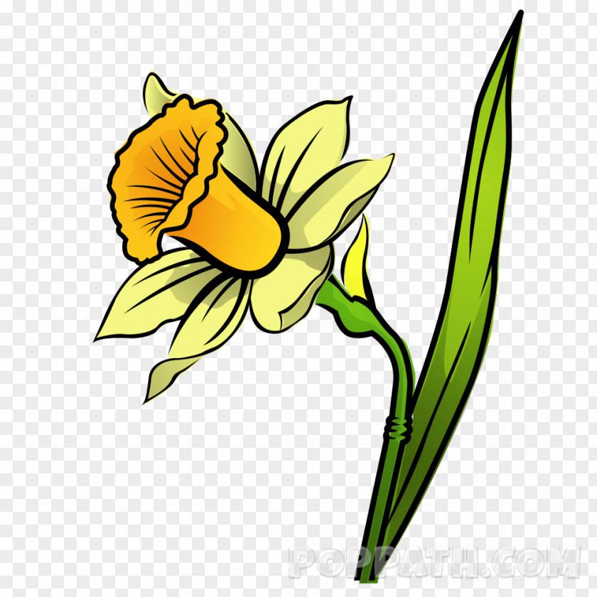 Pencil Daffodil Drawing Floral Design Clip Art PNG