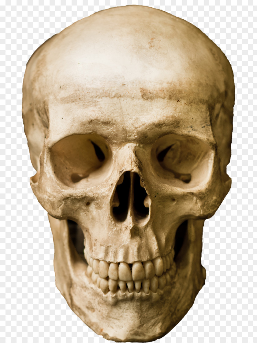 Skull Human Stock Photography Robot PNG