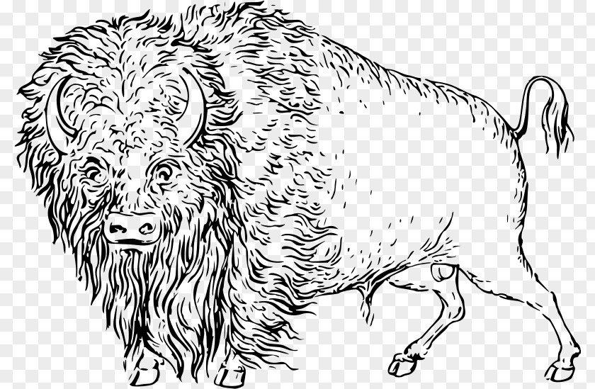 Bison Cattle Drawing Clip Art PNG