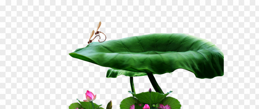 Dragonfly Lotus Leaf Nelumbo Nucifera Effect PNG