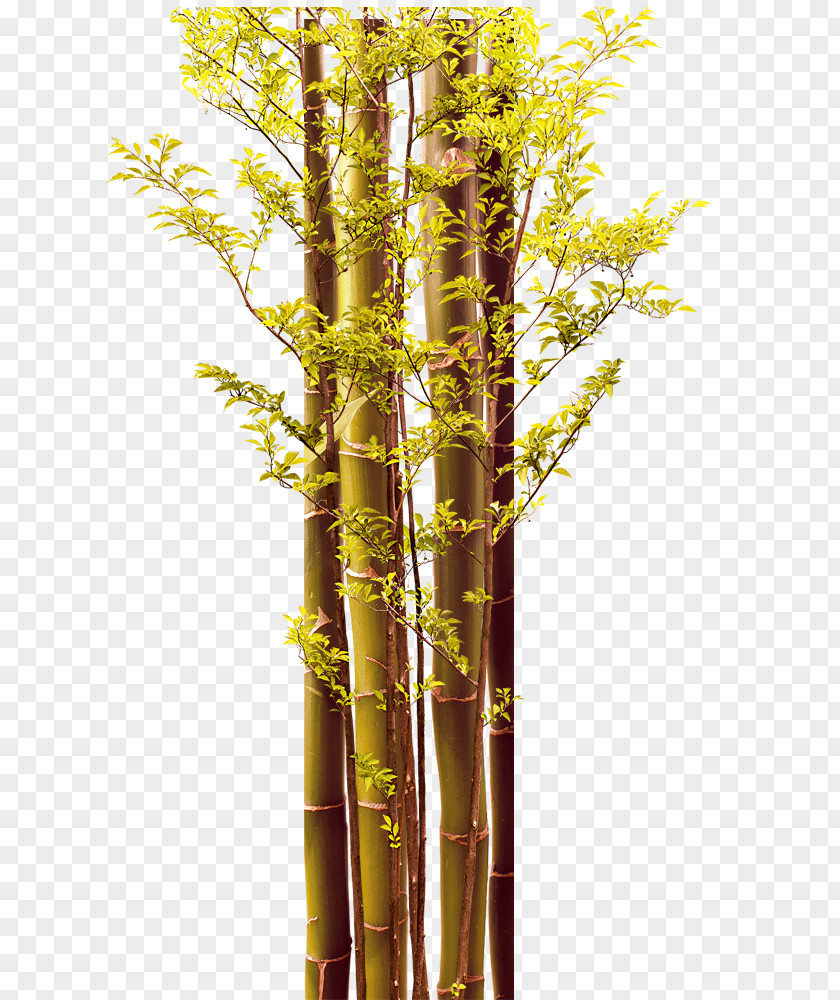 Light Green Bamboo Leaves Leaf Download PNG