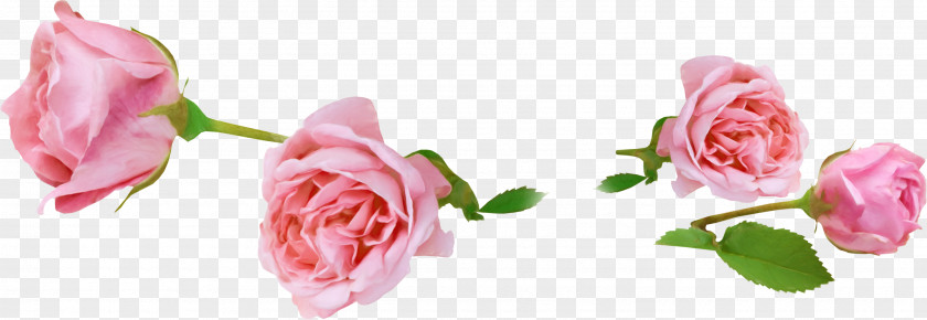 Magnolia Garden Roses Animation PNG