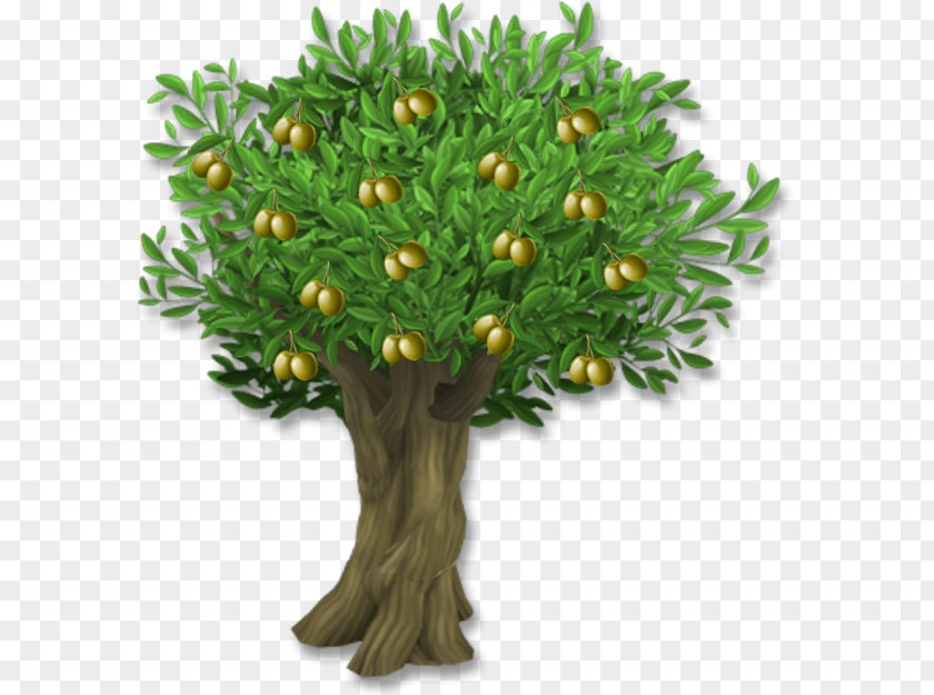 Olive Leaf Tree Clip Art PNG