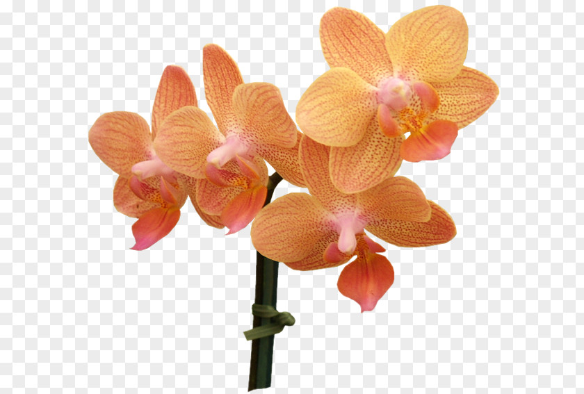 Orchidea Animaatio Beauty Desktop Wallpaper PNG