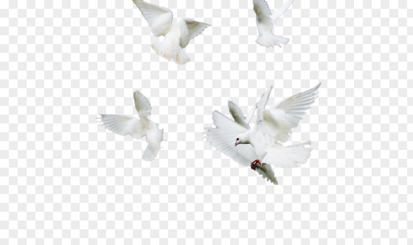 Pigeons And Doves Beak Wing PNG