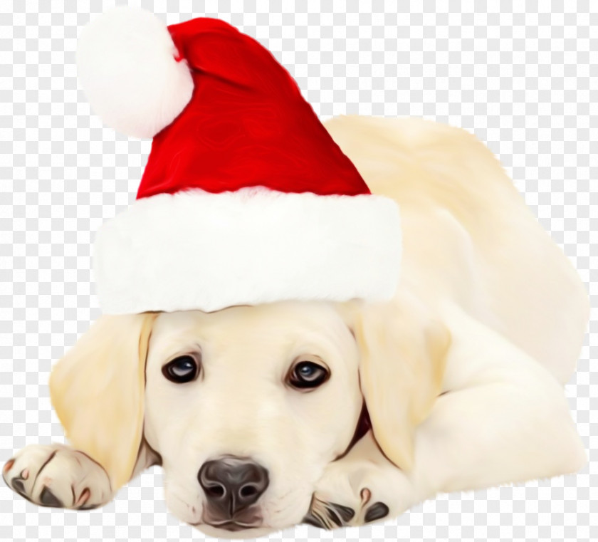 Puppy Nose Dog Labrador Retriever PNG