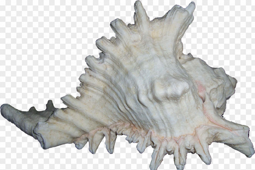 SEA SHELL Seashell Bivalvia Clip Art PNG