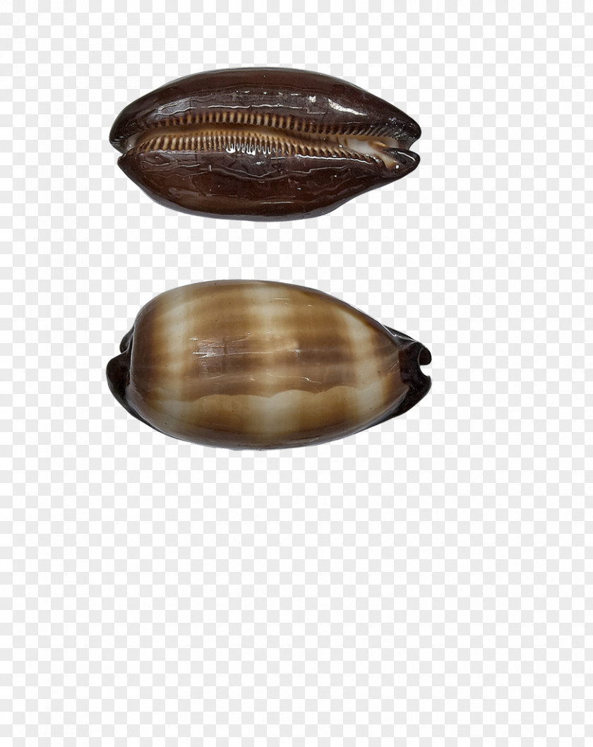 Seashell Cowry Conch Mussel Oyster PNG