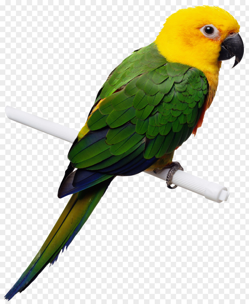 Sparrow Companion Parrot Bird Cockatiel Toy PNG