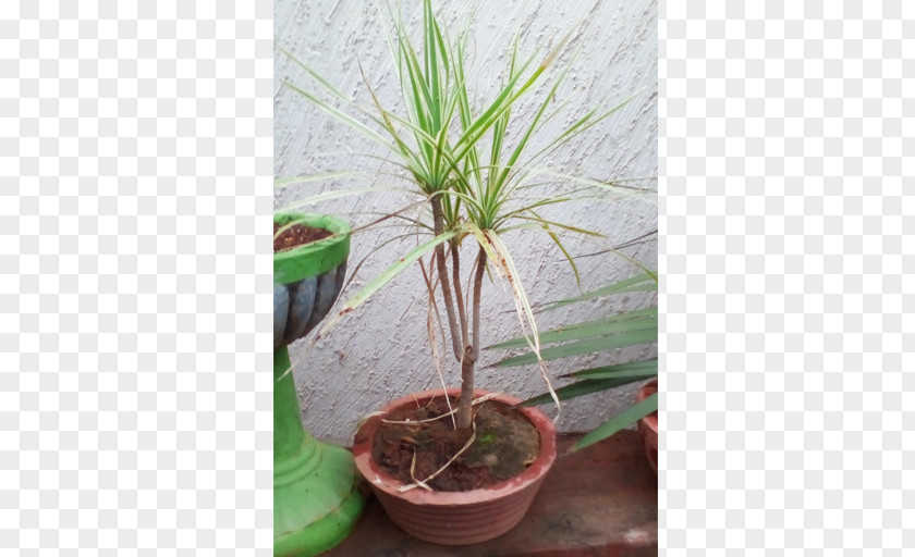 Bonsai Plants Houseplant Dracaena Fragrans Flowerpot Tree PNG
