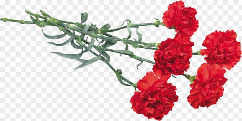 Carnations Victory Day Flower Kryddernellike Immortal Regiment May PNG