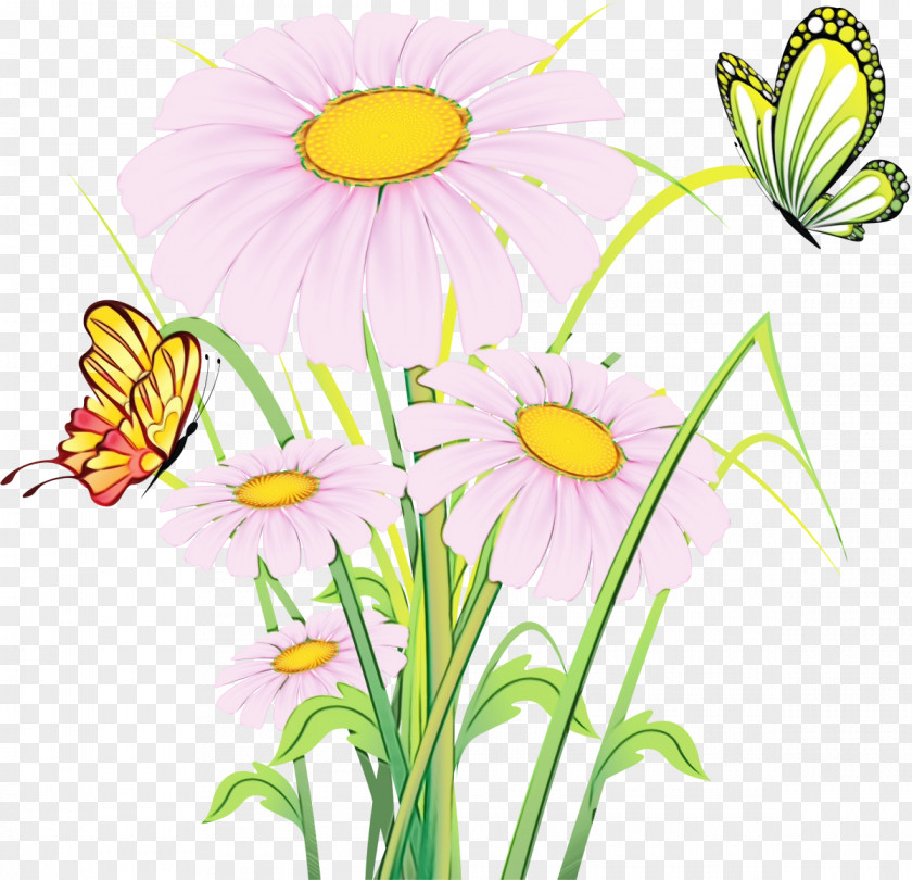 Cut Flowers Oxeye Daisy Background PNG