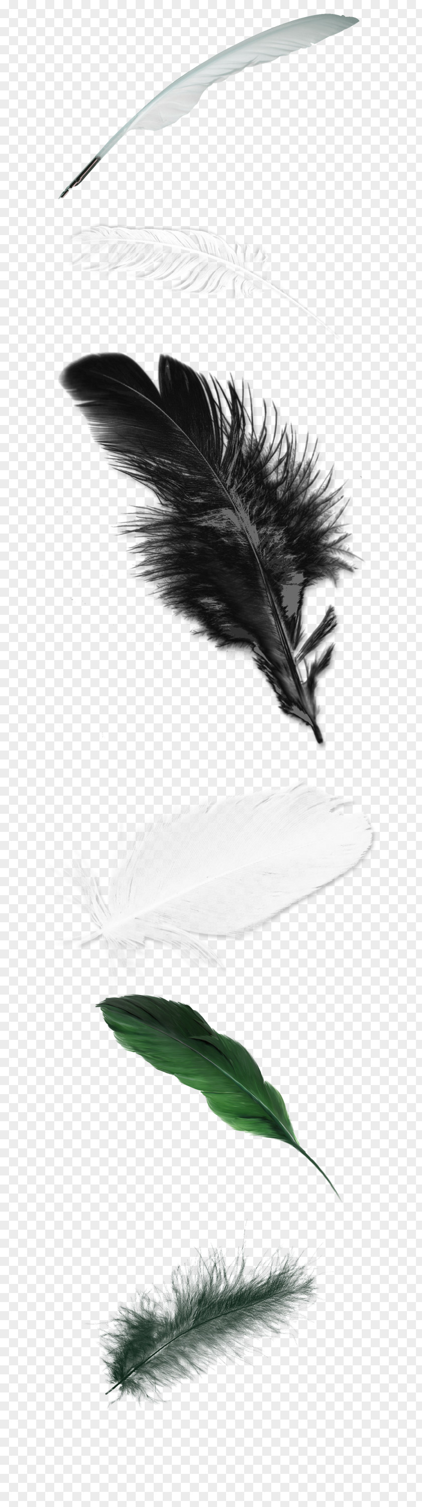 Green Fresh Feather Decorative Patterns White PNG