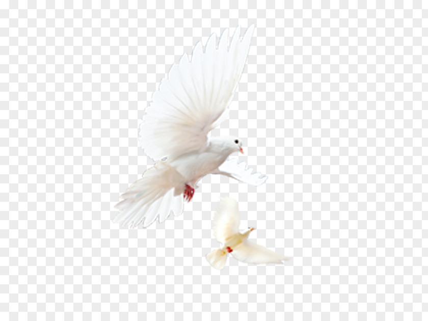 Heavenly Wings Of A Dove Flight Bird Airplane Feather PNG
