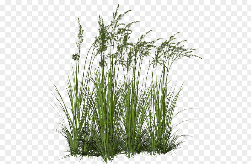 Plants Grasses Aquatic Clip Art PNG