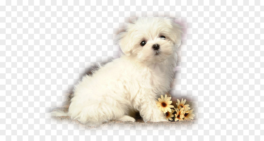 Puppy Beagle Maltese Dog Poodle Yorkshire Terrier PNG