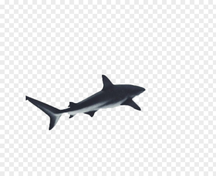 Black Shark Free Buckle Photos Great White Underwater Photography PNG
