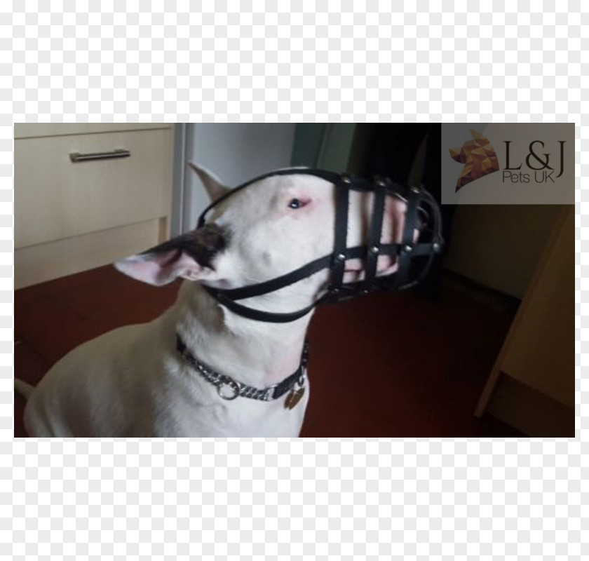 Bull Terrier American Pit Italian Greyhound PNG