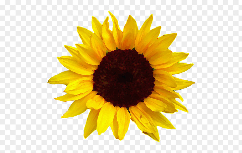 Sunflowers Common Sunflower Oil Clip Art PNG