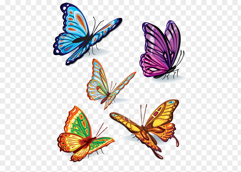 Creative Butterfly Color Insect Clip Art PNG