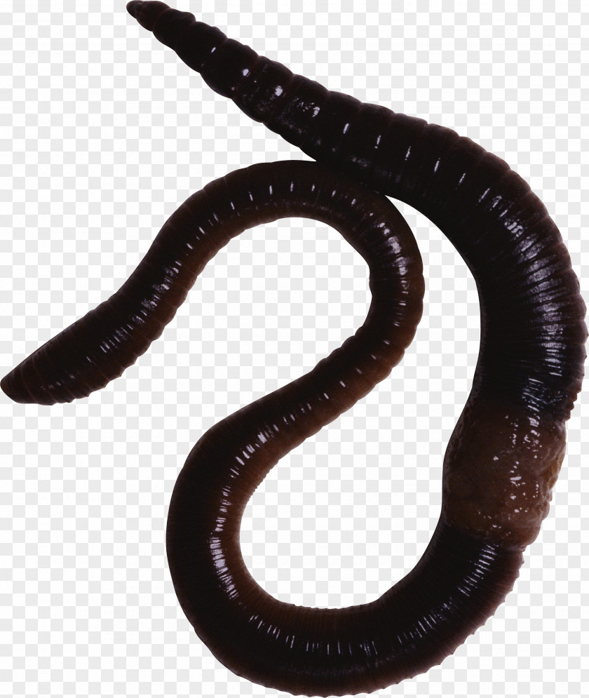 Fungi Earthworm Vermicompost Annelid Eudrilus Eugeniae PNG