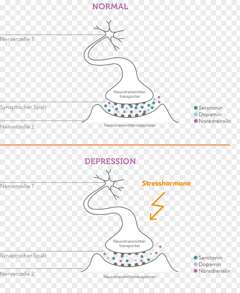 Major Depressive Disorder Agy Stress Hormone Neurobiology Bipolar PNG