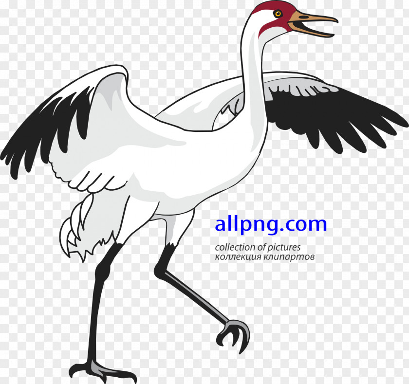 Stork Red-crowned Crane Bird Heron Clip Art PNG