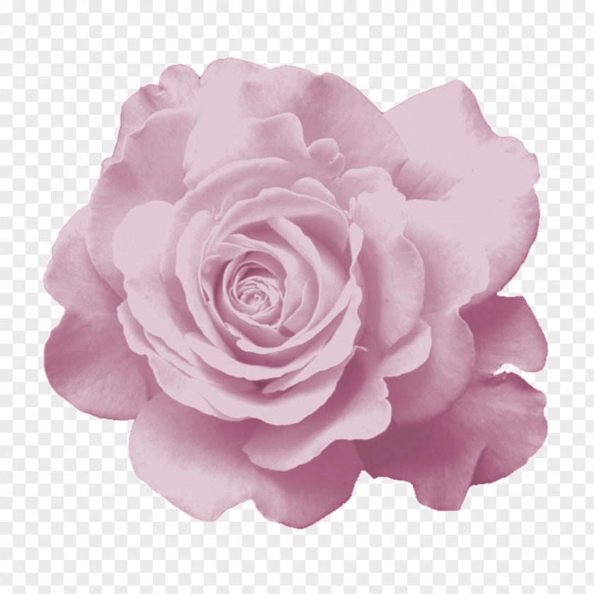 Flower Garden Roses Cabbage Rose Pink PNG