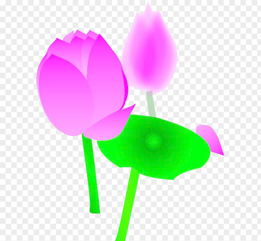 Hand-painted Lotus FIG. Clip Art PNG