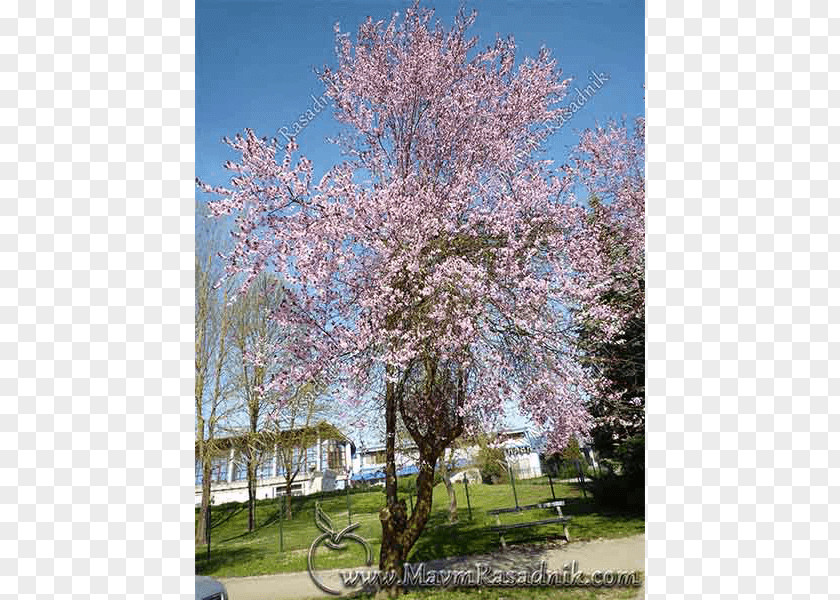 Prunus Tomentosa Cherry Blossom ST.AU.150 MIN.V.UNC.NR AD PNG